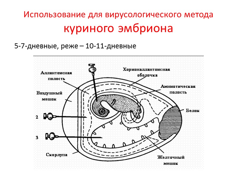 Использование для вирусологического метода куриного эмбриона 5-7-дневные, реже – 10-11-дневные